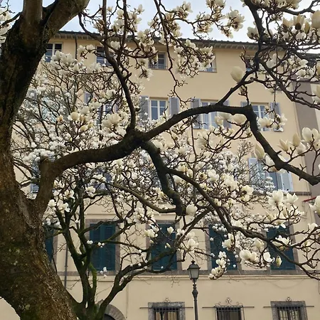 Maison Deco - Timeless Elegance Lucca