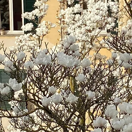 Maison Deco - Timeless Elegance * Λούκα